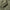Evergreen Nylon Anorak Sage