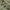 Evergreen Nylon Anorak Sage