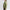 Airlite Golf Padded Jacket Sage Green