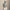 RLX Tailored Fit Savanna Floral Polo Peach Tree Multi