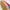 Gazelle Lux Spikeless Golf Shoes Better Scarlet/Bluebird/Gum