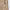 Kooka Twill All Day Trouser Tan