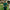 Kooka Polo Green