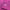 Jacquard Polo Lucid Fuchsia