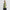 Airlite Golf Padded Vest Sage Green