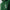 Essential Hoodie Eden Green
