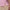 Golf Jacquard Polo Elemental Pink