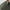 Tummel Polo Pine Green/Pine