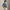 RLX Tailored Fit Savanna Floral Polo Refined Navy Multi