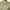 Club House Motif Polo Golf Micro Olive