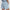 Atrium High Rise Shorts 4.5 Cashmere Blue