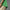 Twistknit Trefoil Polo Green