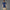 Twistknit Trefoil Polo Night Indigo