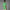 Twistknit Trefoil Polo Green