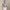 RLX Tailored Fit Georgia Rose Polo Shirt Office Blue