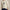RLX Bear Classic Fit Cotton Sweatshirt Basic Sand