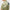 KV Regular Fit TX Jersey Print Polo Oil Green