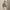RLX Tailored Fit Savanna Floral Polo Peach Tree Multi