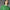 Argyle Knit Polo Green